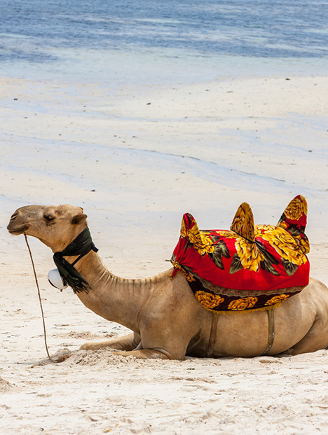 Best Camel Safari Ride: Exploring Dubai's Desert Wonders
